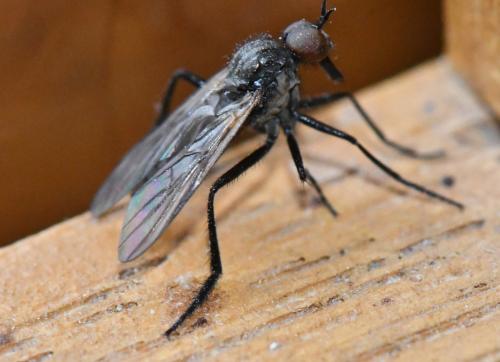 Rhamphomyia sp.